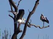 Abfliegender Weißstorch